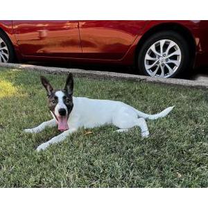 Found Dog Unknown