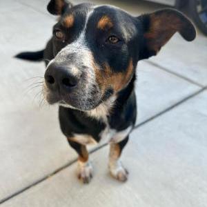 Found Dog Unknown