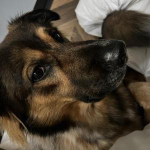Lost Dog Simba