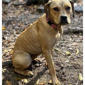 Lost Dog Honey