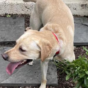 Found Dog unknown