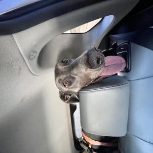 Found Dog Unknown
