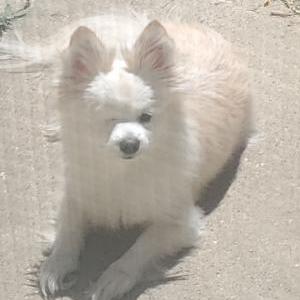 Lost Dog Kuddles