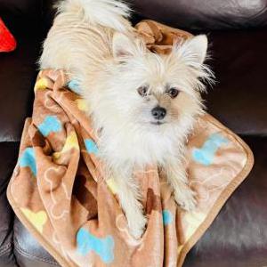 Lost Dog Biscuit