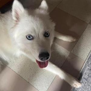 Found Dog Unknown