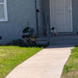 Found Dog Unknown