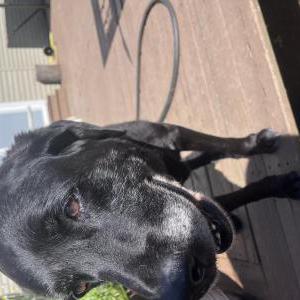 Lost Dog Blacky
