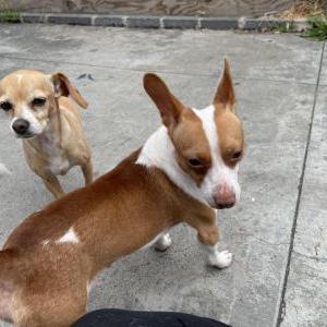 Found Dog Unknown