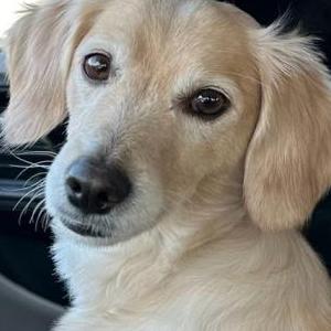 Image of Mr. Babe, Lost Dog
