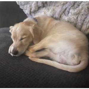 2nd Image of Mr. Babe, Lost Dog