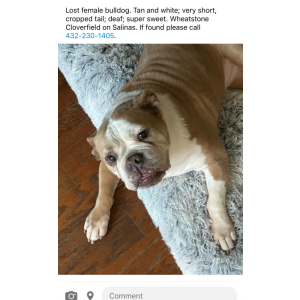 Lost Dog Rosie