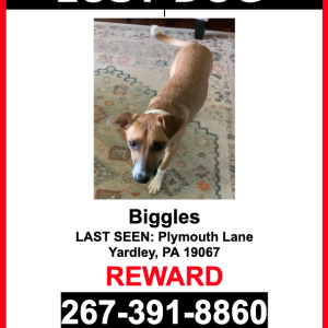 Image of Biggles, Lost Dog