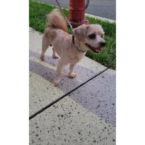 Found Dog Unknown