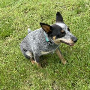 Image of Hazel Grace, Lost Dog