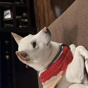 Lost Dog Ghost