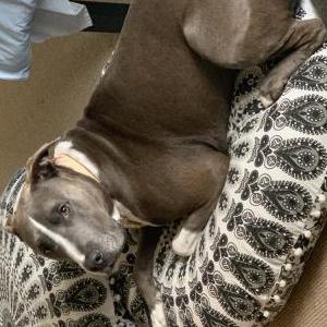 Lost Dog Easy E