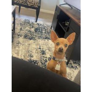 Lost Dog Chico