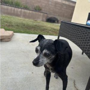 Found Dog unkown