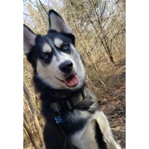 Lost Dog Aspen