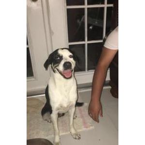 Lost Dog Lobo