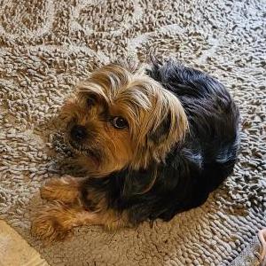 Found Dog Unknown