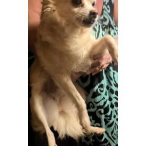 Lost Dog Bella