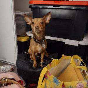 Lost Dog Pumpkin