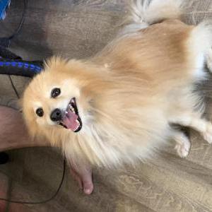 Found Dog found stray