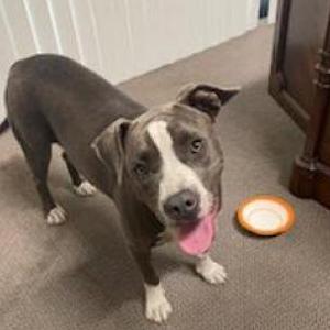 Found Dog Unknown