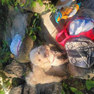 Lost Dog Cash