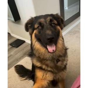 Lost Dog Ace