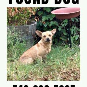 Found Dog Unknown