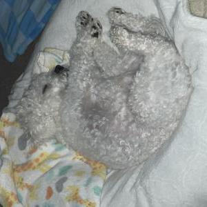 Lost Dog Charlie