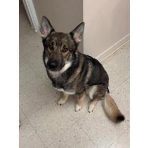 Lost Dog Lobo
