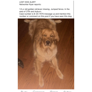 Lost Dog Daisy