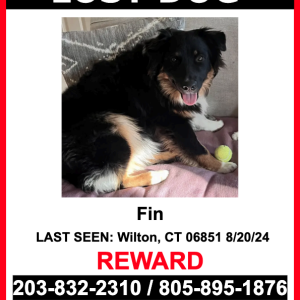 Lost Dog fin
