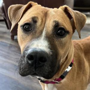 Image of Unknown, Found Dog