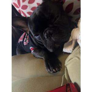 Lost Dog Buddha