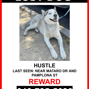 Lost Dog Hustle