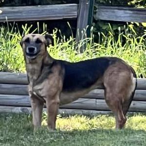 Lost Dog Unknown