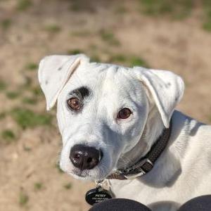 Lost Dog Petey