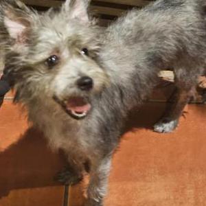Found Dog Unknown