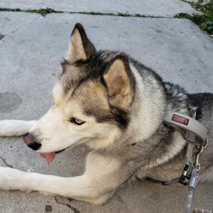 Lost Dog Jack