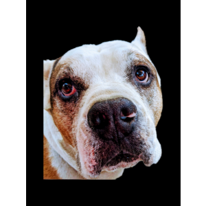 Lost Dog Mr Fats 6613400397