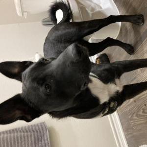 Found Dog unknown