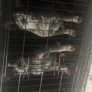 Image of Chikis, Lost Dog