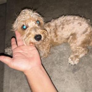 Found Dog Unknown