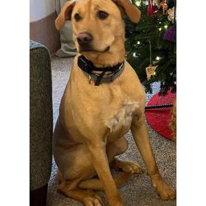 Lost Dog Dolly