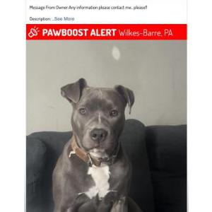 Lost Dog Blue