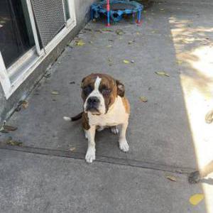 Lost Dog Tech
